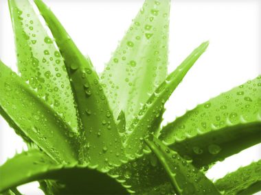 PanSoap-Aloe-Soap-MMG1