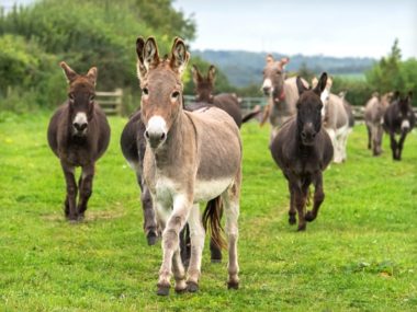 PanSoap-Box-Donkey-Milk-MMG3