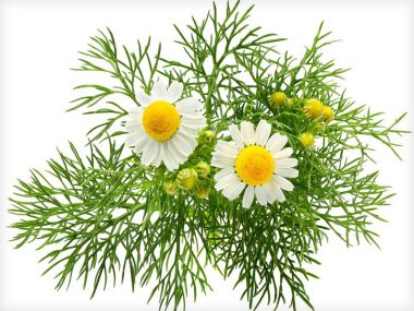 PanSoap-Camomile-Soap-MMG1