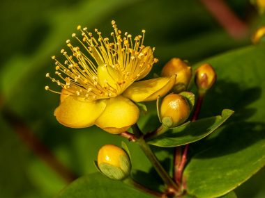 PanSoap-Hypericum-Soap-MMG2