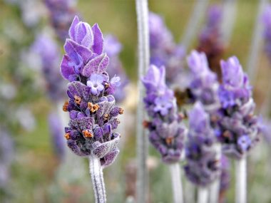 PanSoap-Lavender-Soap-MMG1