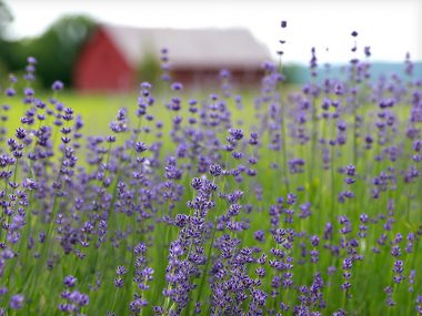 PanSoap-Lavender-Soap-MMG2
