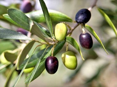 PanSoap-Olive-Oil-Soap-MMG1