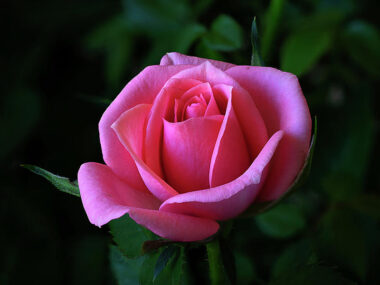 PanSoap-Glycerine-Rose-Soap-MMG1