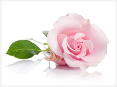 PanSoap-Glycerine-Rose-Soap-MMG2